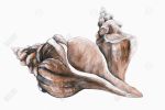 Coral horse conch seashells neutral - 12x18 Print on canvas