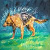 Spin-dry wet german shepherd - 08x08 Print on canvas