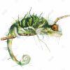 Chameleon on the lookout - 32x32 Print on canvas